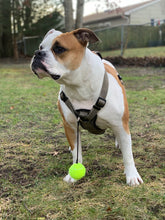 Load image into Gallery viewer, BallAlong: A tennis ball with a collar and leash rope attachment for Dogs