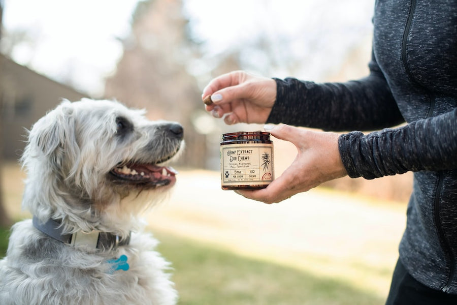Transform a Life: The Emotional Impact of Adopting a Dog