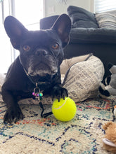 Load image into Gallery viewer, BallAlong: A tennis ball with a collar and leash rope attachment for Dogs

