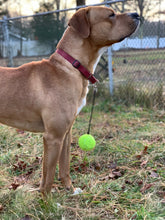 Load image into Gallery viewer, BallAlong: A tennis ball with a collar and leash rope attachment for Dogs
