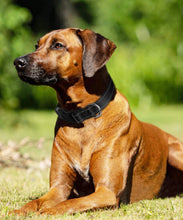 Load image into Gallery viewer, BallAlong Reflective Dog Collar
