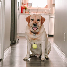 Load image into Gallery viewer, BallAlong: A tennis ball with a collar and leash rope attachment for Dogs
