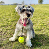 BallAlong: A tennis ball with a collar and leash rope attachment for Dogs