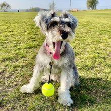 Load image into Gallery viewer, BallAlong: A tennis ball with a collar and leash rope attachment for Dogs
